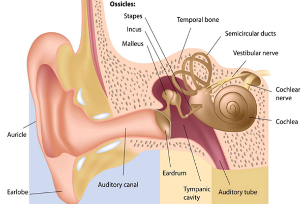 Mastoid Surgery