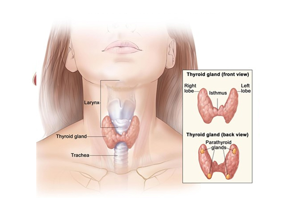 Thyroid Surgery